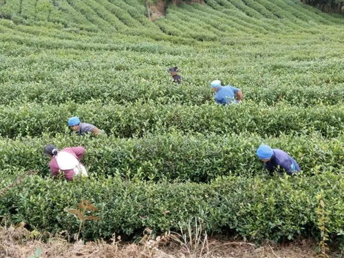 思南 做好冬季茶园管护 来年茶叶增产农民增收